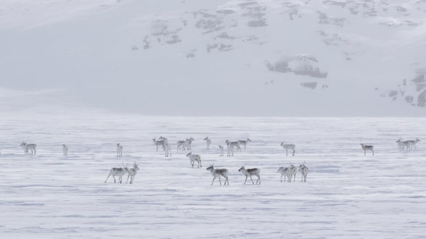 New film on Nunavut megaproject raises concerns about caribou and the people who hunt them