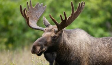 Mi'kmaw group to study impact of DDT, glyphosate on N.B. moose