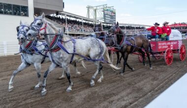 Attendance, affordability and animal welfare in the spotlight as 2026 Calgary Stampede wraps