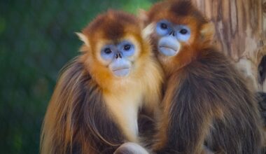 Experts believe monkeys and apes are key to preventing a sixth mass extinction