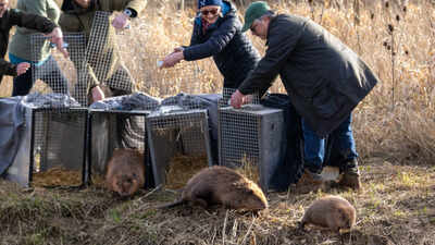 Britain bought 1,525 acres of nearly lifeless farmland for £13.8 million; four years later, beavers are helping it make money