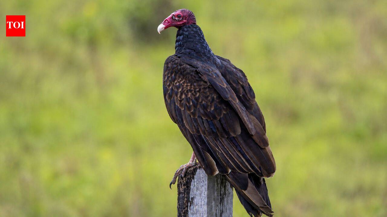 Meet the Turkey vulture: The bird that vomits at predators and poops on its own legs to survive |