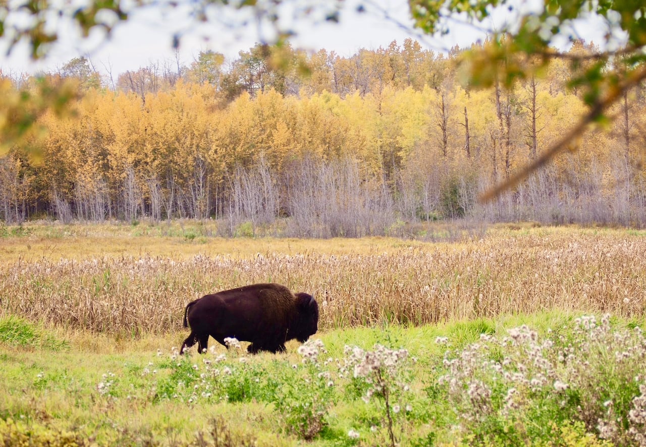 A bison in the distance surrounded by fall foliage.