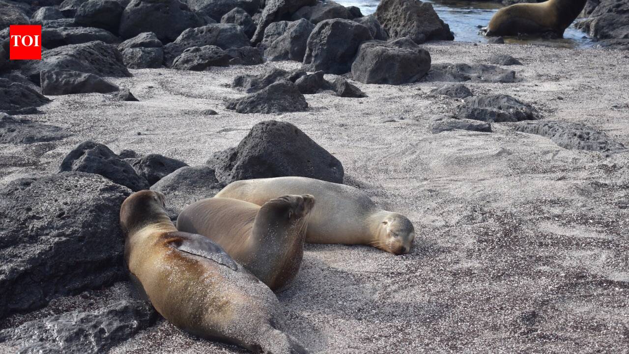Sea Lions: The islands where animals rule: Why humans give up beach chairs for sea lions