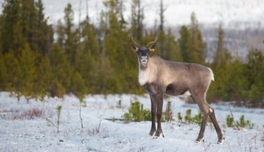 Province establishes protected area larger than city of Surrey in northeast B.C.
