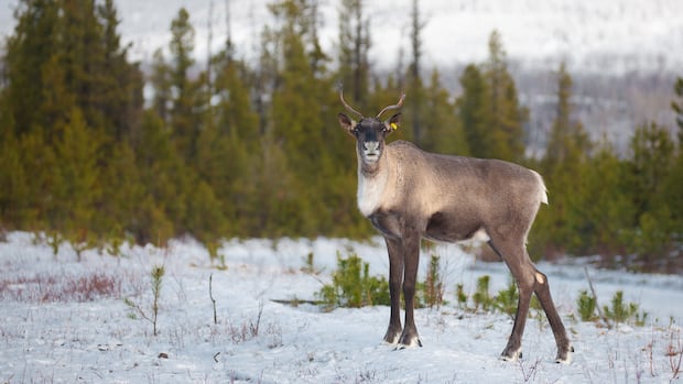 Province establishes protected area larger than city of Surrey in northeast B.C.