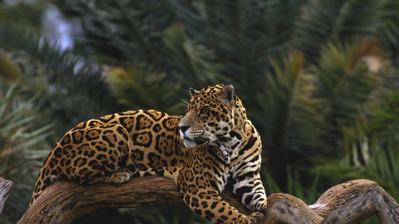 Argentina lost jaguars from its Iberá wetlands nearly 70 years ago, but conservationists have now brought the country's largest wild cat back through an ambitious rewilding project