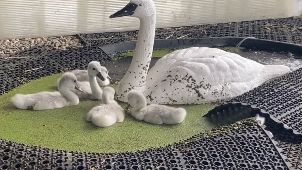 The remaining five cygnets swim with an artificial adult swan at the Trumpeter Swan Conservation Ontario.
