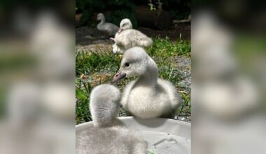Thunderbird Raptor Rescue cares for several orphan swan cygnets from across the region