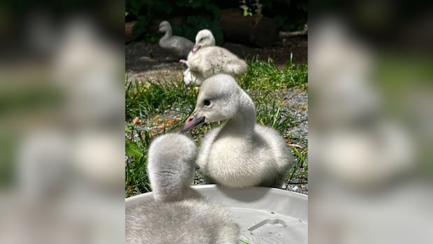 Thunderbird Raptor Rescue cares for several orphan swan cygnets from across the region