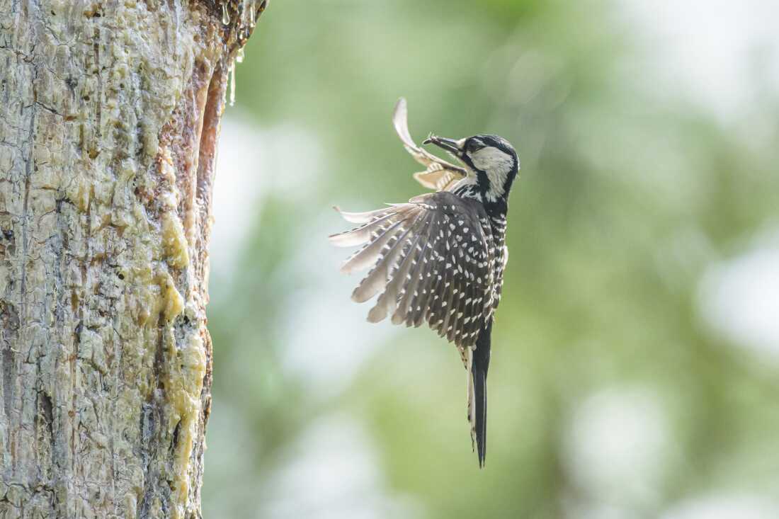 A Red-cockaded Woodpecker hovers momentarily before landing at its nesting cavity inside the trunk of a longleaf pine. This species makes its home in living trees rather than dead ones, a process that can take years to complete. If a timber company were to cut down these trees without directly injuring a bird, it would still constitute "harm" under the previous definition used by the Endangered Species Act. A new rule change by the Trump administration would change that.