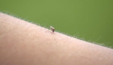 Rain, heat create 'perfect storm' for exploding mosquito numbers: Regina official