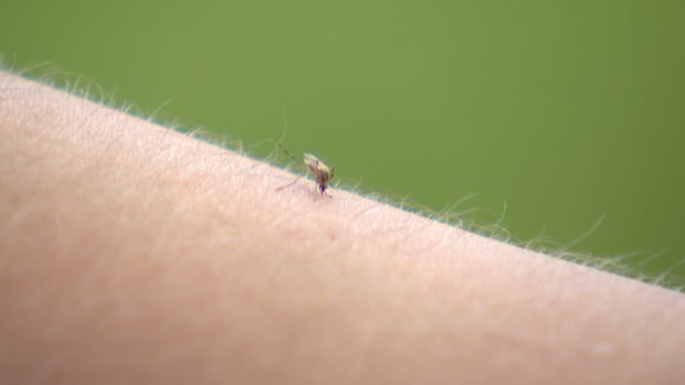 Rain, heat create 'perfect storm' for exploding mosquito numbers: Regina official