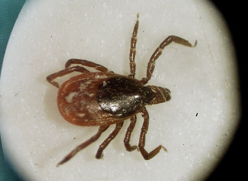 A blacklegged tick is shown under a microscope in a lab at the University of Rhode Island in South Kingstown, R.I. , in 2002. (Victoria Arocho / AP Photo)