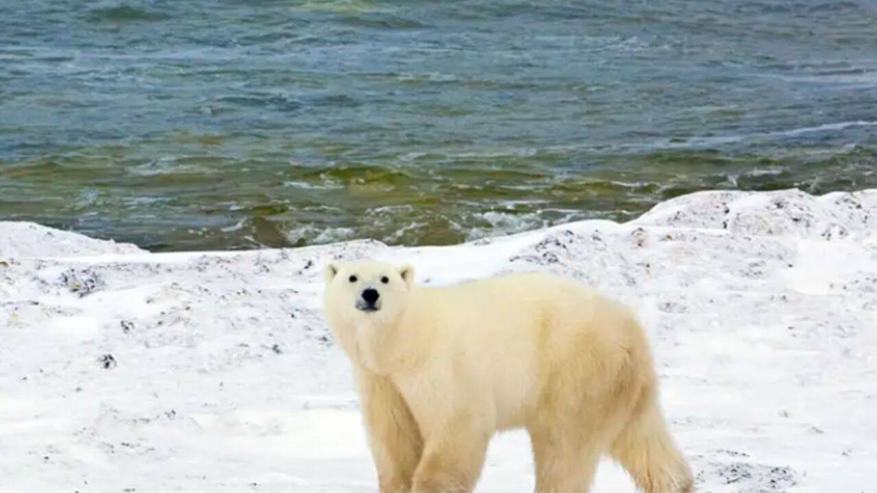 An AI radar system called Bear-dar has successfully detected a polar bear mother and two cubs in Canada’s High Arctic, giving weather station staff time to avoid a dangerous surprise encounter