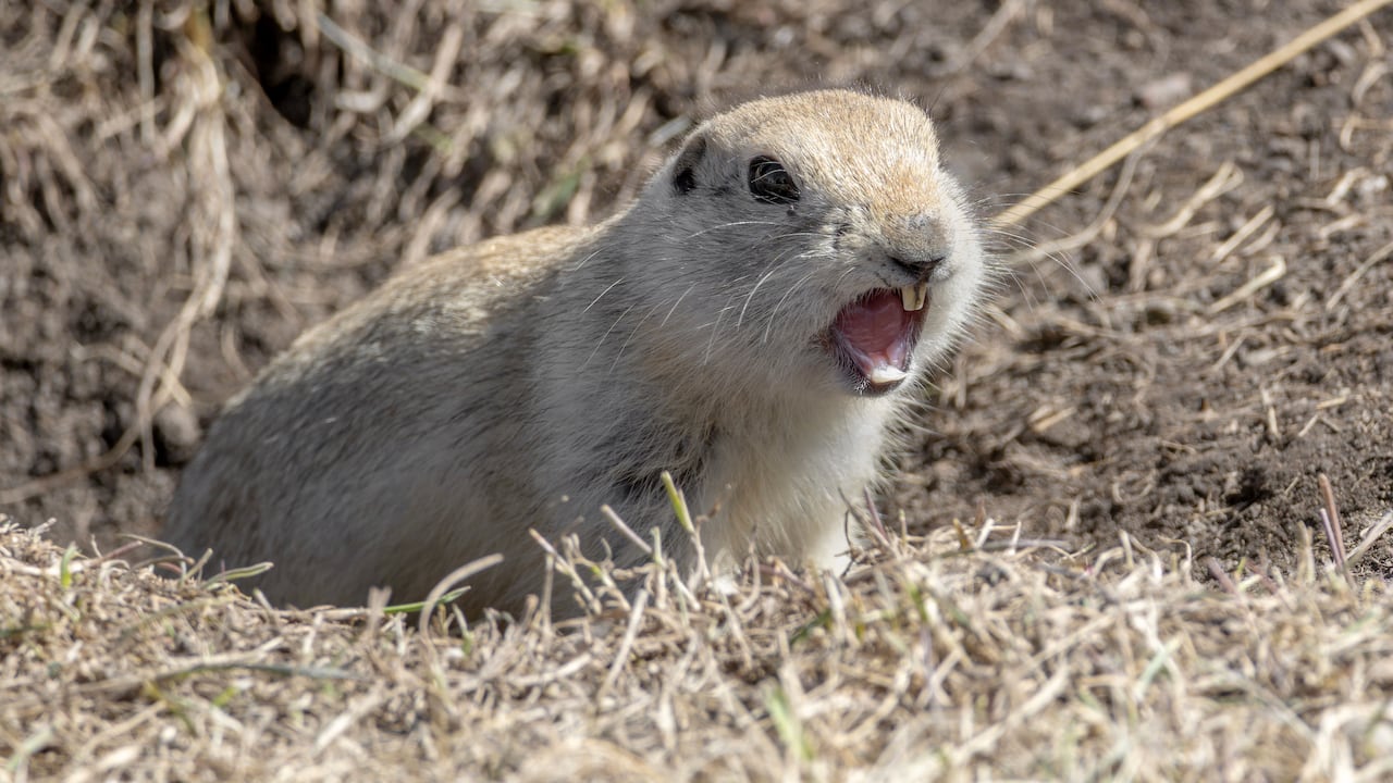 A gopher screaming.