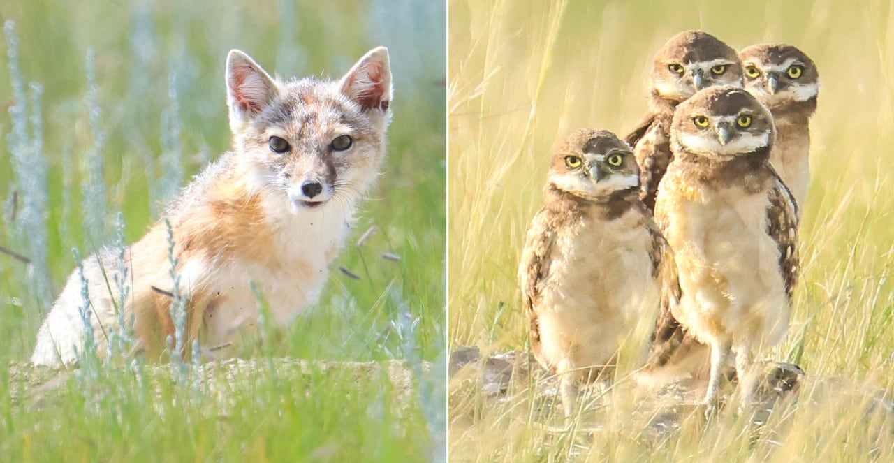 Swift fox and burrowing owls.