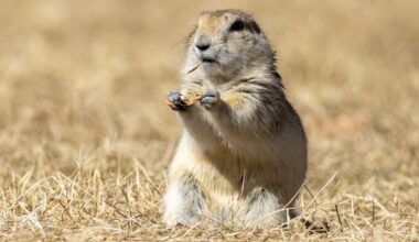 Strychnine use for gopher control officially begins in Alberta, Saskatchewan after delays
