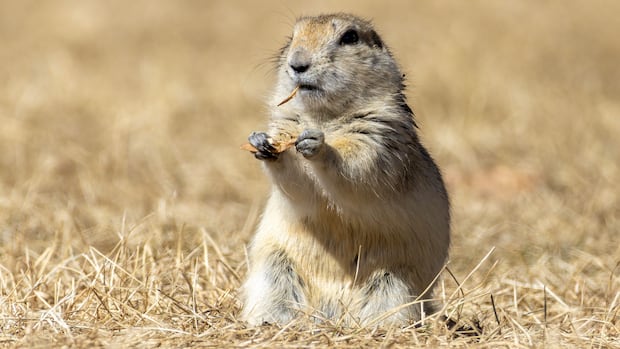 Strychnine use for gopher control officially begins in Alberta, Saskatchewan after delays