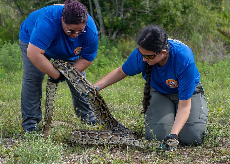 Two women in blue shirts kneel in the grass and handle a large spotted snake.