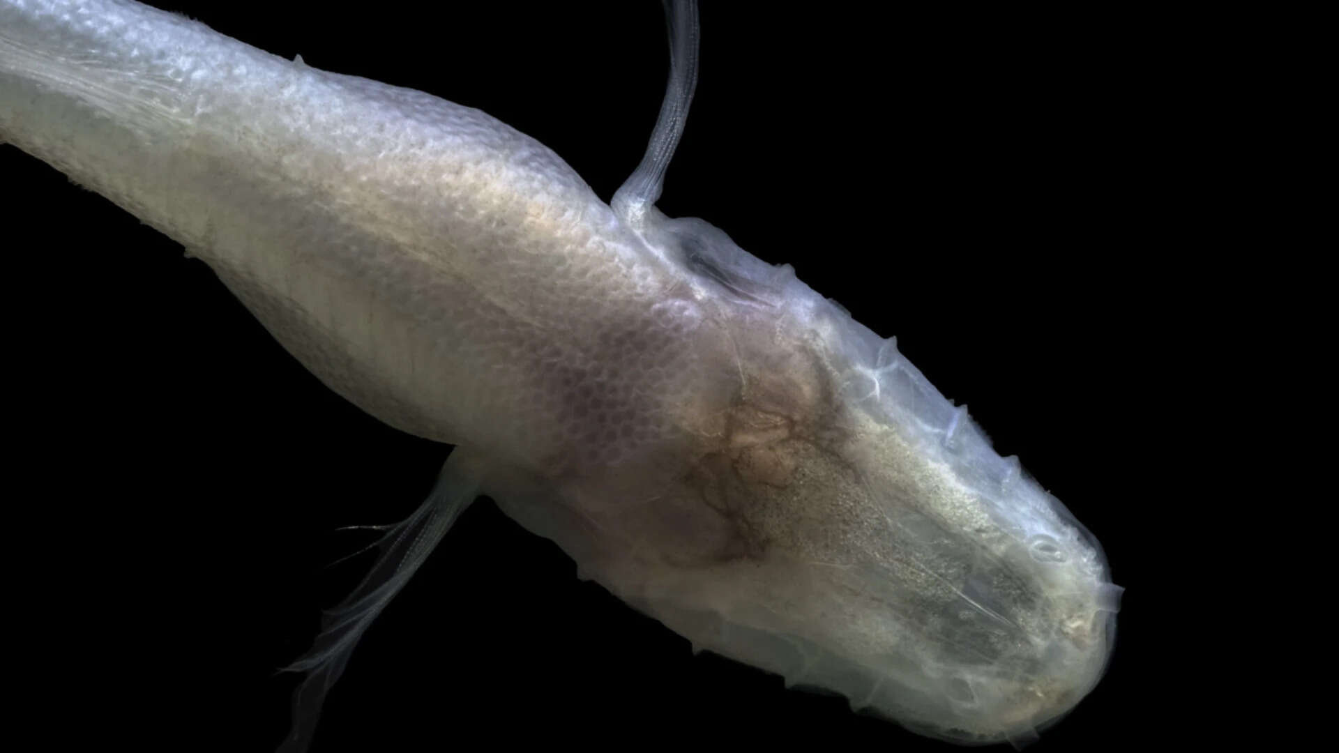 The demon cavefish has an entirely different lineage from another cavefish found in the same small cave (Photo: Matthew Niemiller) -