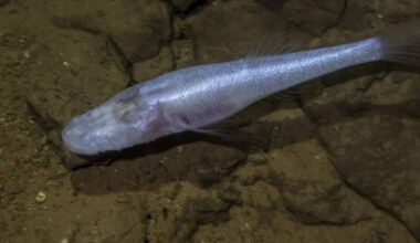 A scientist slipped into a pool beneath a US military base and found a fish later named 'demon cavefish' after the Demogorgon from Stranger Things