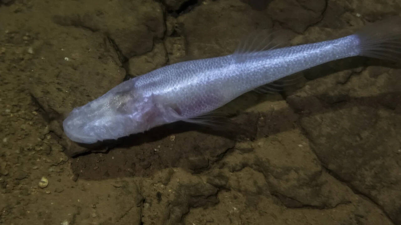 A scientist slipped into a pool beneath a US military base and found a fish later named 'demon cavefish' after the Demogorgon from Stranger Things