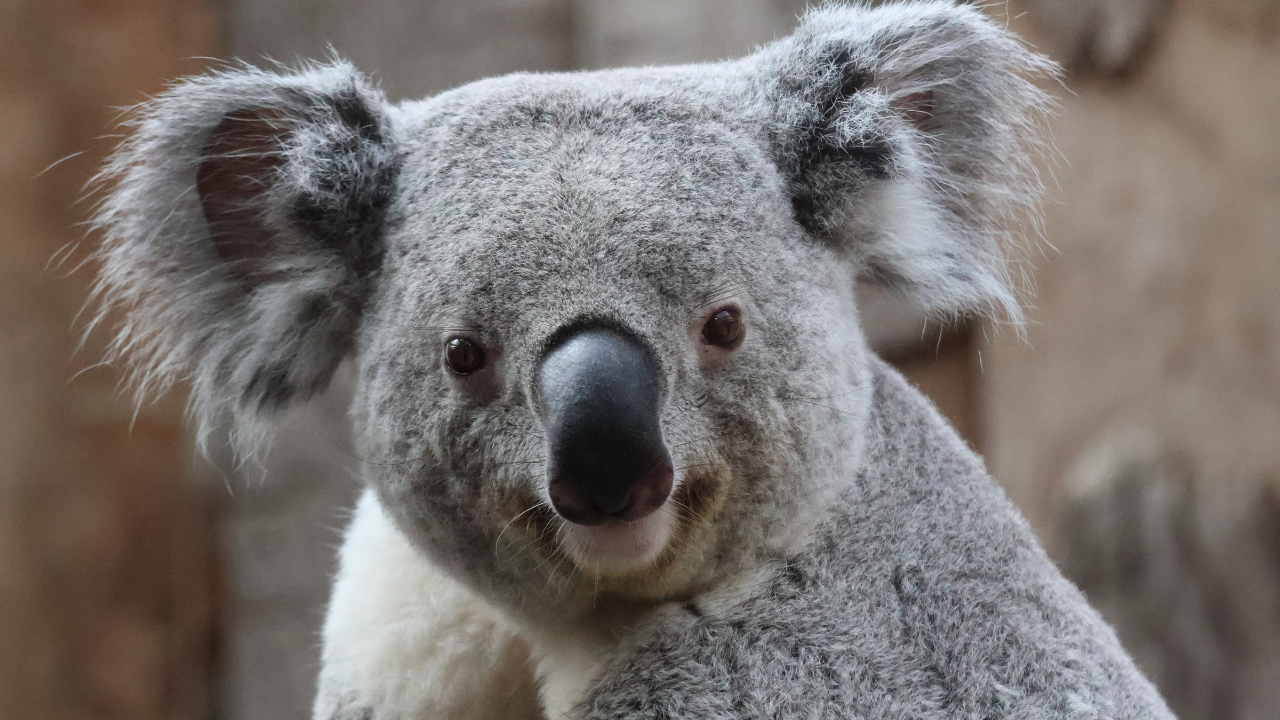 Australia's koalas face disease, habitat loss and shrinking populations, but scientists are freezing eggs and sperm to create a genetic backup for the species |