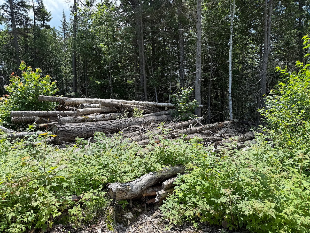 Dozens of felled trees lay on the ground behind green shrubs with the forest in the background