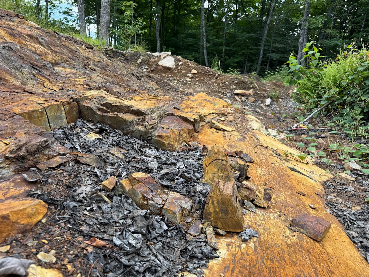 Black leaves cover a red stained rock with some bent trees in the background