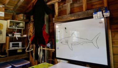 On Big Tancook Island, researchers are starting to fill in the gaps on white sharks