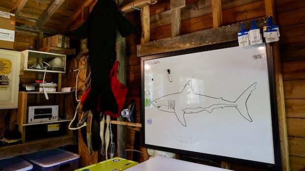 On Big Tancook Island, researchers are starting to fill in the gaps on white sharks