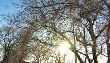 Mayor bringing plan to reverse cut to tree budget at last Winnipeg council meeting before break