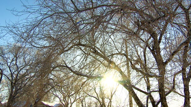 Mayor bringing plan to reverse cut to tree budget at last Winnipeg council meeting before break