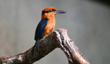 In the 1980s, Guam's kingfisher vanished from the wild after invasive snakes devastated the island's birds: The last 29 were rescued and four new chicks are now helping rebuild the species |