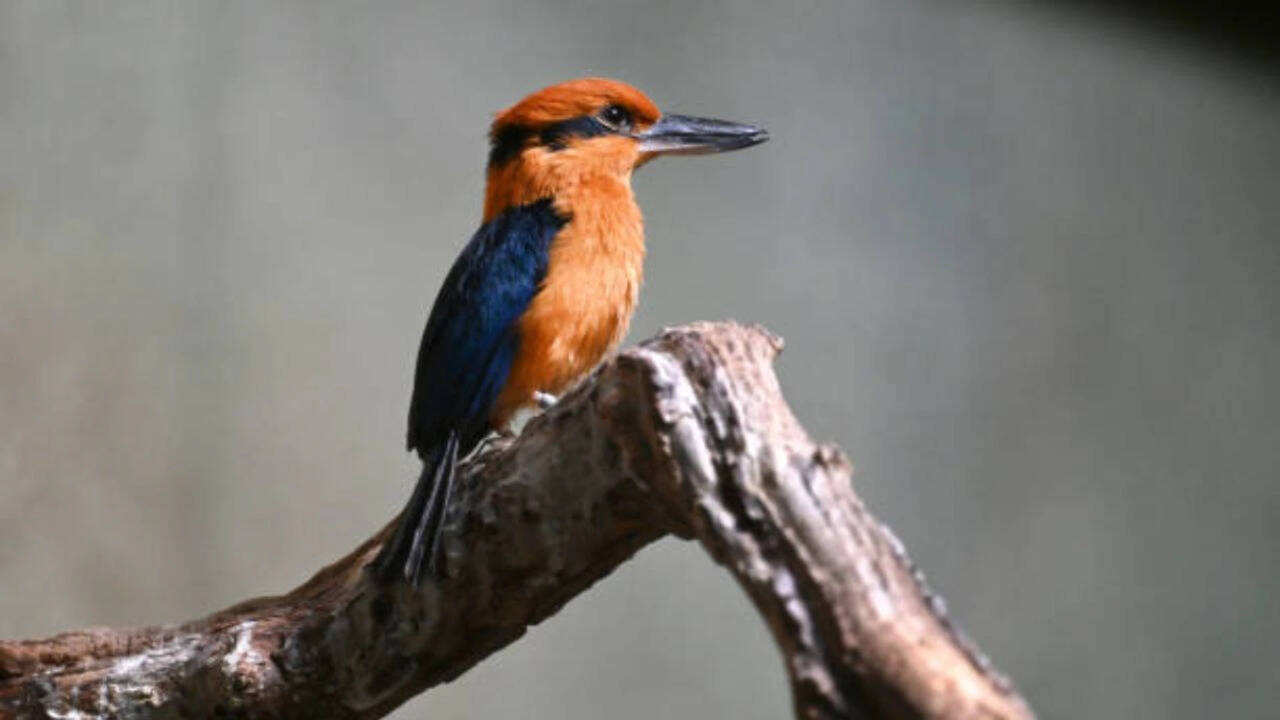 In the 1980s, Guam's kingfisher vanished from the wild after invasive snakes devastated the island's birds: The last 29 were rescued and four new chicks are now helping rebuild the species |