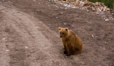 Q & A | N.W.T. gov't biologist on grizzly bears in Inuvik area