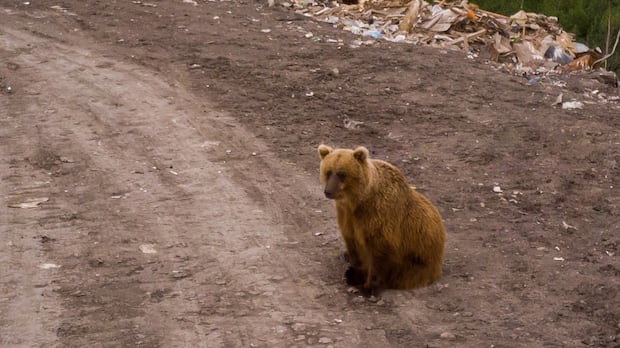 Q & A | N.W.T. gov't biologist on grizzly bears in Inuvik area