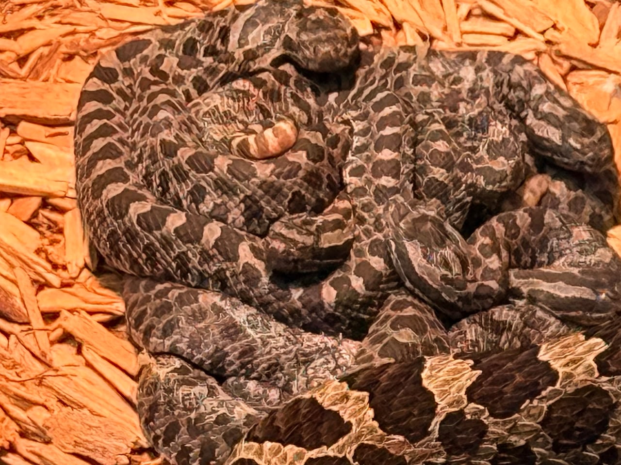 Young rattlesnakes.