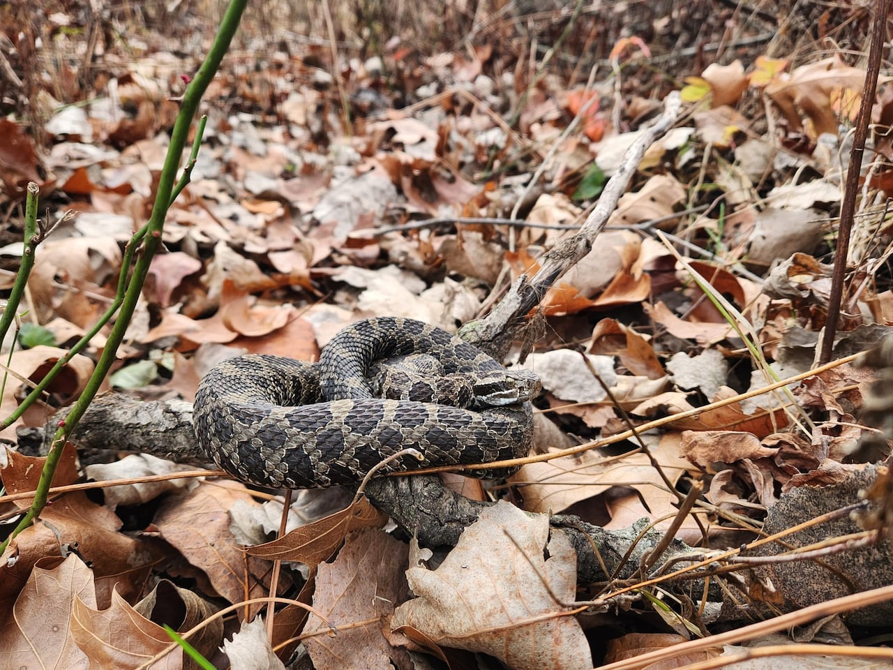 A rattlesnake in a wooded area.
