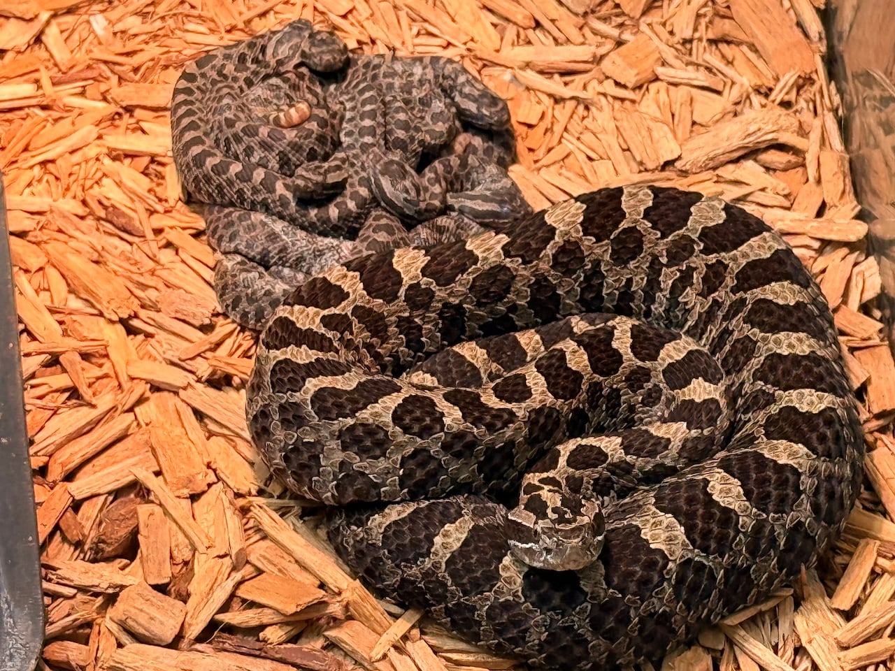 A mother rattlesnake and her offspring.
