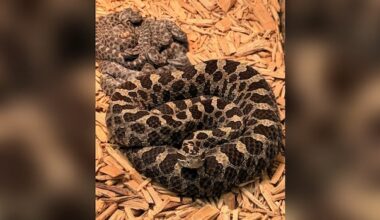 Legacy of rare Windsor, Ont., rattlesnake continues despite road death