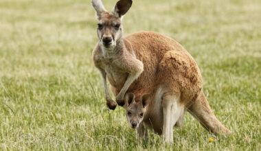 Newborn kangaroos are born tiny, blind and embryo-like, but scientists say their arms develop early so they can crawl to the mother’s pouch and survive