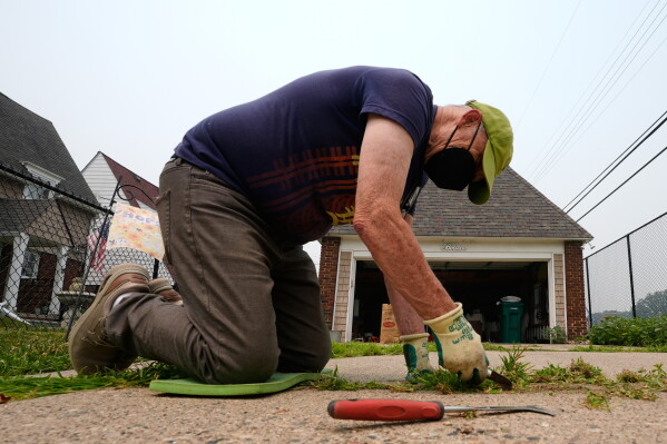 Michael Lesperance weeds his driveway wearing a mask during poor air quality due to smoke from Canadian wildfires Thursday, July 16, 2026, in Grosse Pointe Park, Mich.. (AP Photo/Paul Sancya)