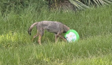 Rescuers Race To Save A Young Coyote With Something Green Stuck On Her Head
