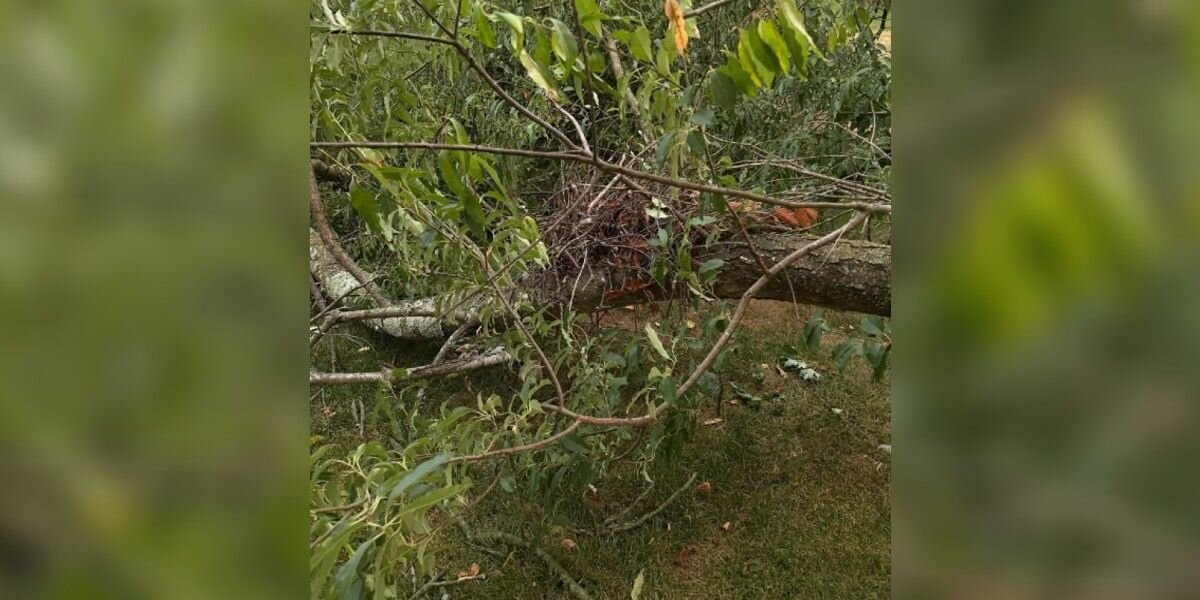 Homeowner Checks Fallen Tree After Storm And Spots Puffy Babies On The Ground