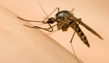 Mosquitoes in Toronto, York and Halton test positive for West Nile virus