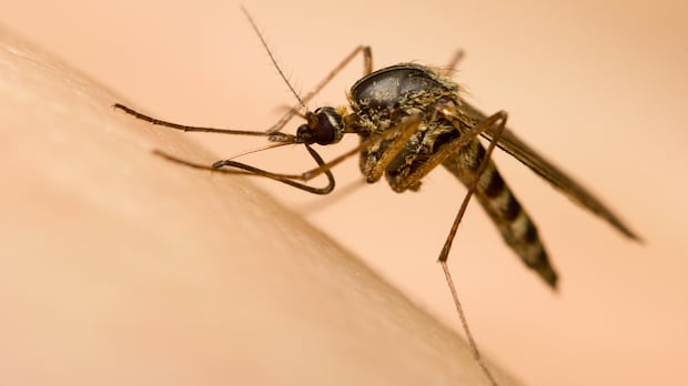 Mosquitoes in Toronto, York and Halton test positive for West Nile virus