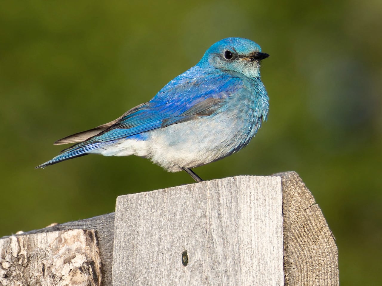 A mountain bluebird.