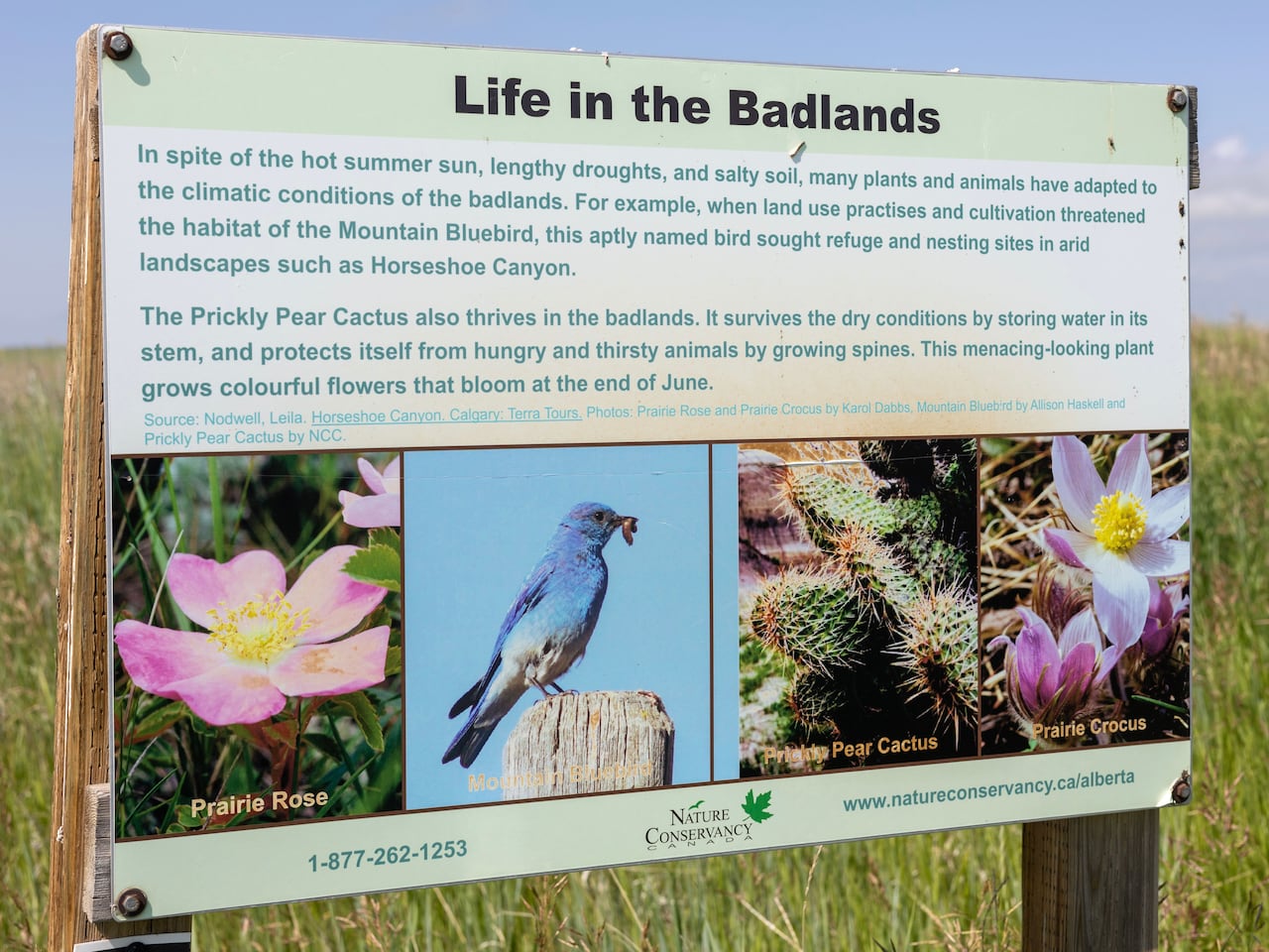 Despite what their name may suggest, mountain bluebirds can often be found in Alberta's prairies.